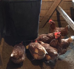 DIY Automatic Chicken Feeder